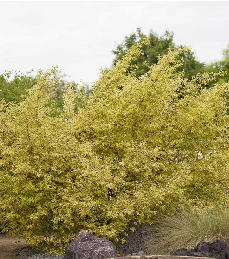 Kornelkirsche 'Tricolor'