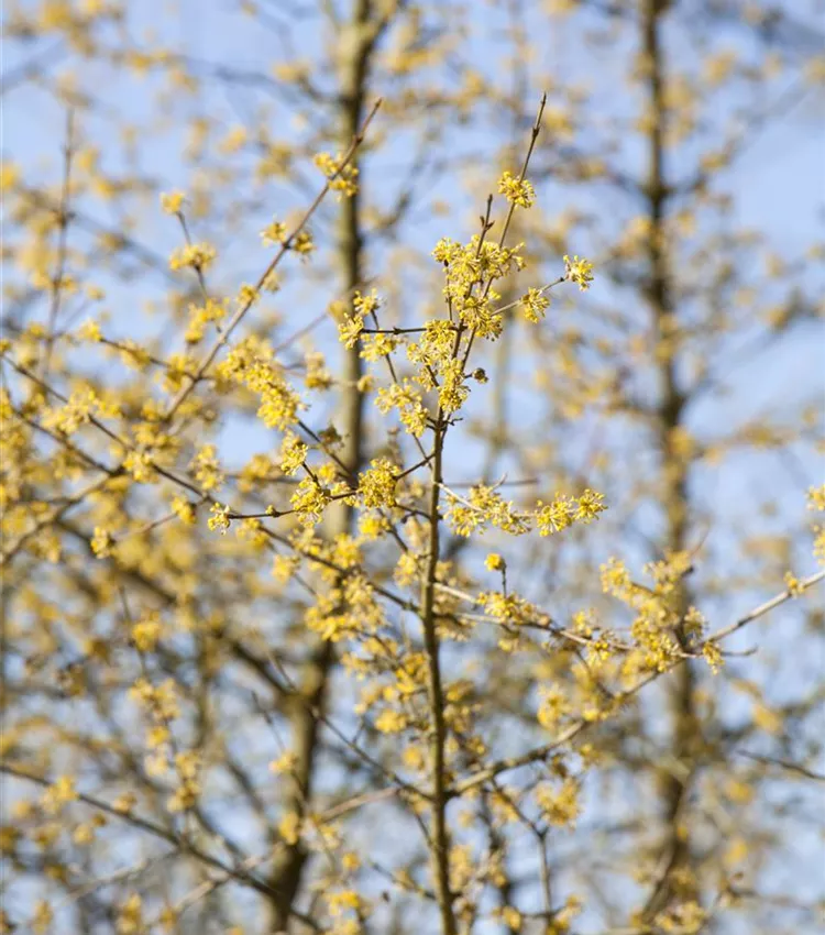 Kornelkirsche 'Tricolor'