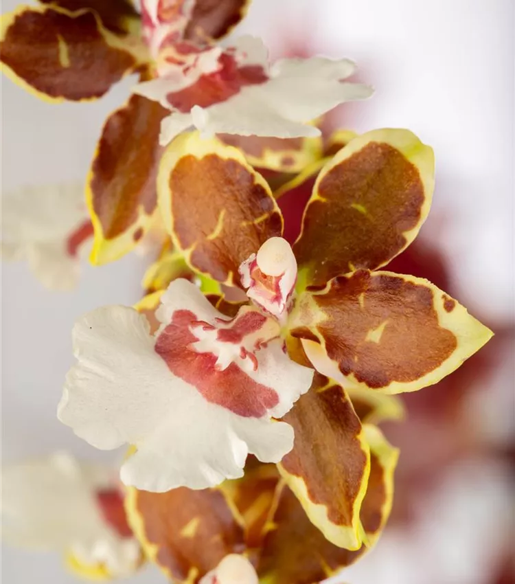 Tigerorchidee 'Painter Tropic Jungle'