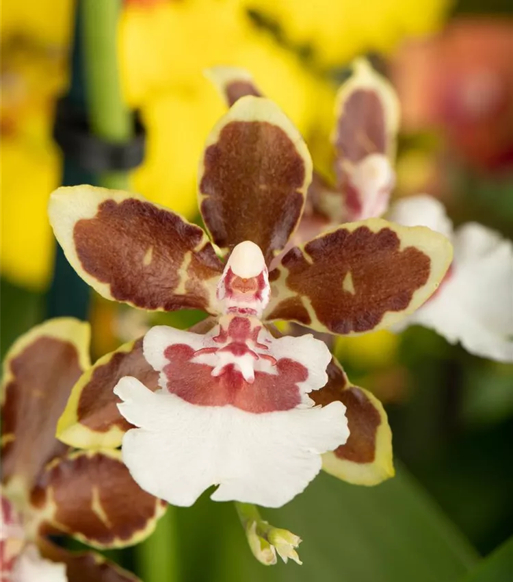 Tigerorchidee 'Painter Tropic Jungle'