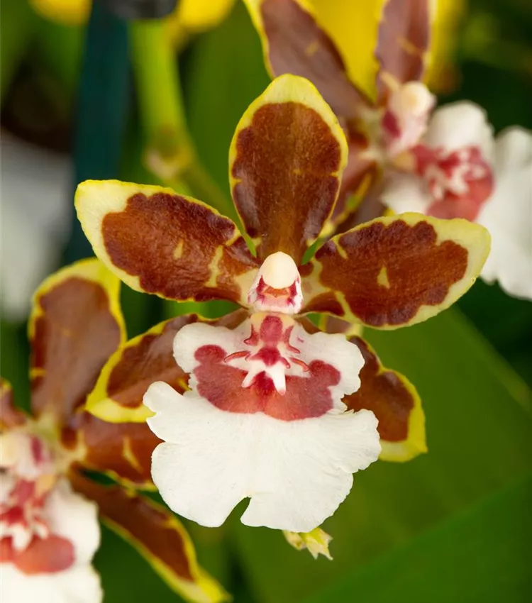 Tigerorchidee 'Painter Tropic Jungle'