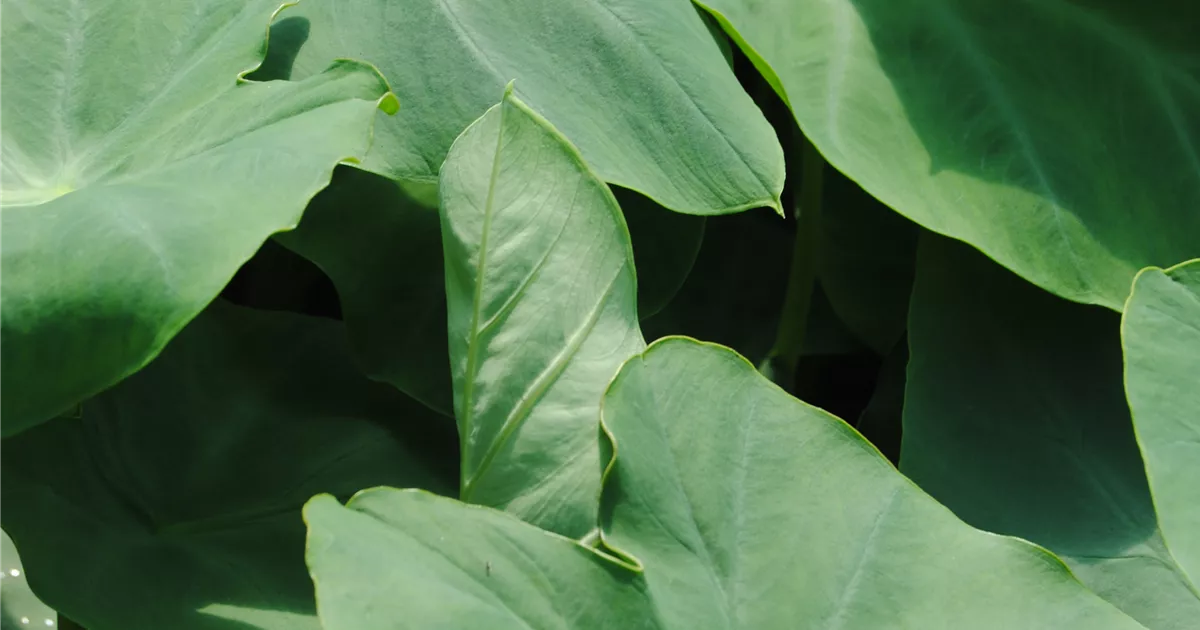 alocasia frydek variegata vergrünt Alocasia 'Frydek' Variegata (Rarität) kaufen main image 1