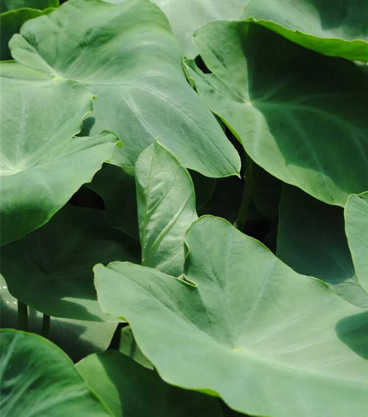 Colocasia