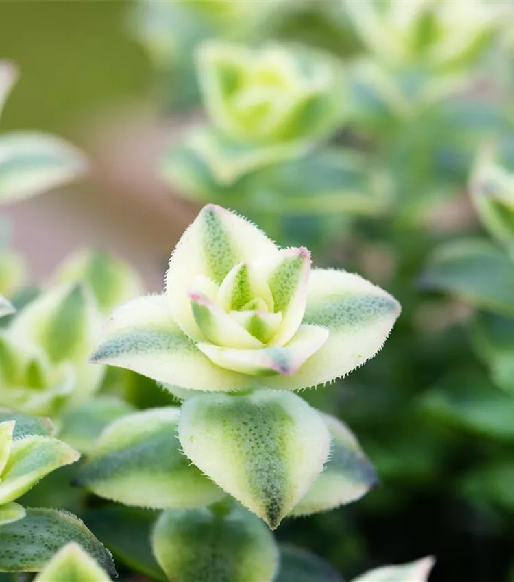 Dickblatt 'Variegata'