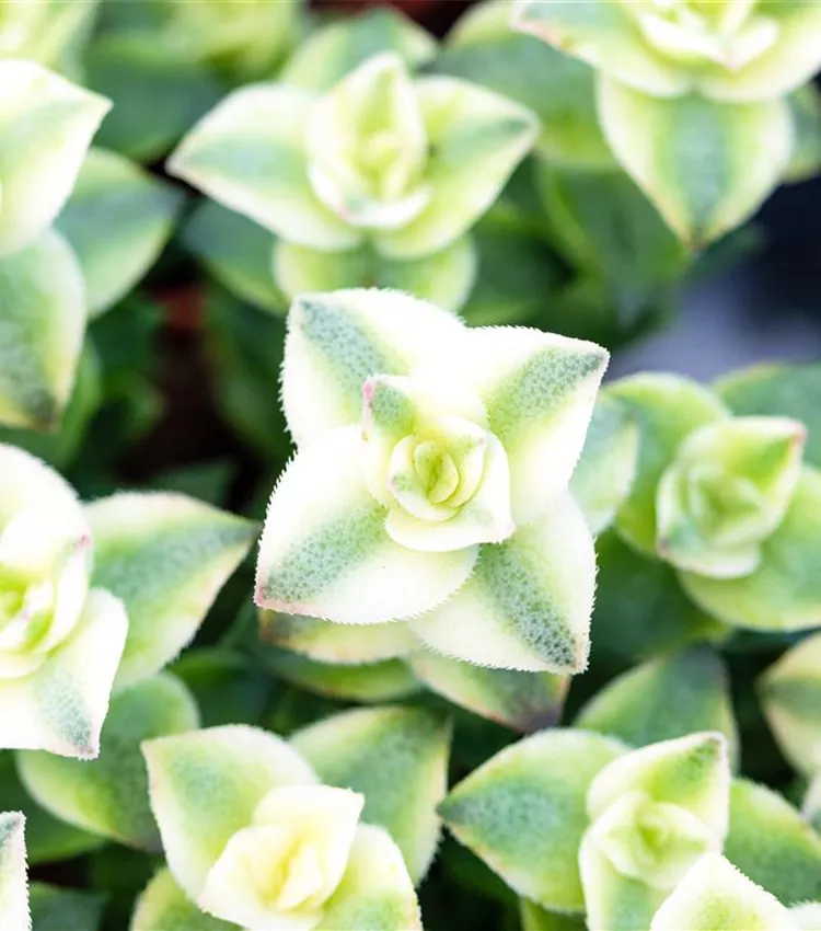 Dickblatt 'Variegata'