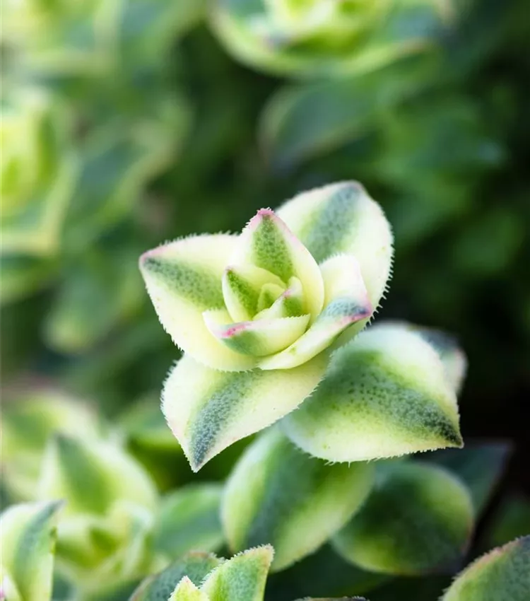 Dickblatt 'Variegata'