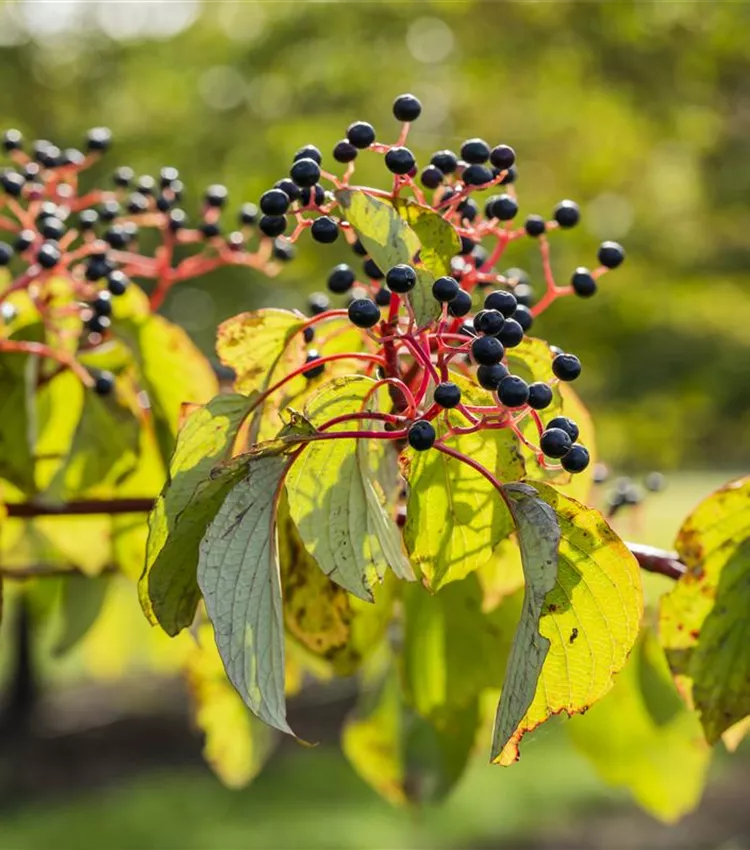 Roter Hartriegel