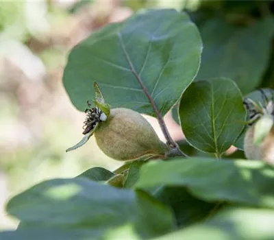 Cydonia oblonga 'Konstantinopeler Apfelquitte'