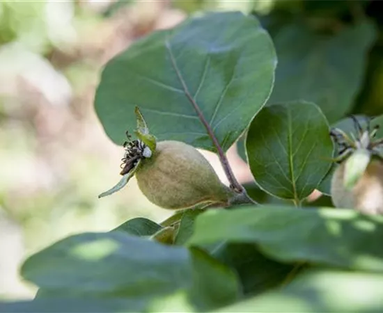 Cydonia oblonga 'Konstantinopeler Apfelquitte'