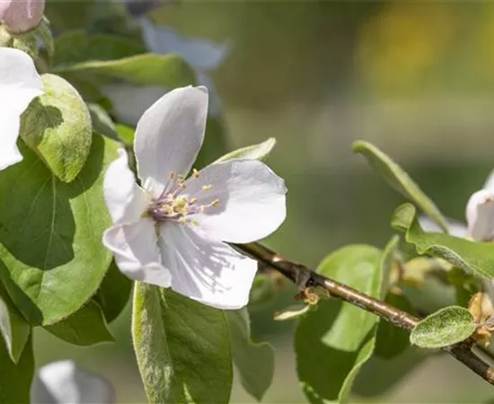 Cydonia oblonga 'Portugiesische Birnenquitte'