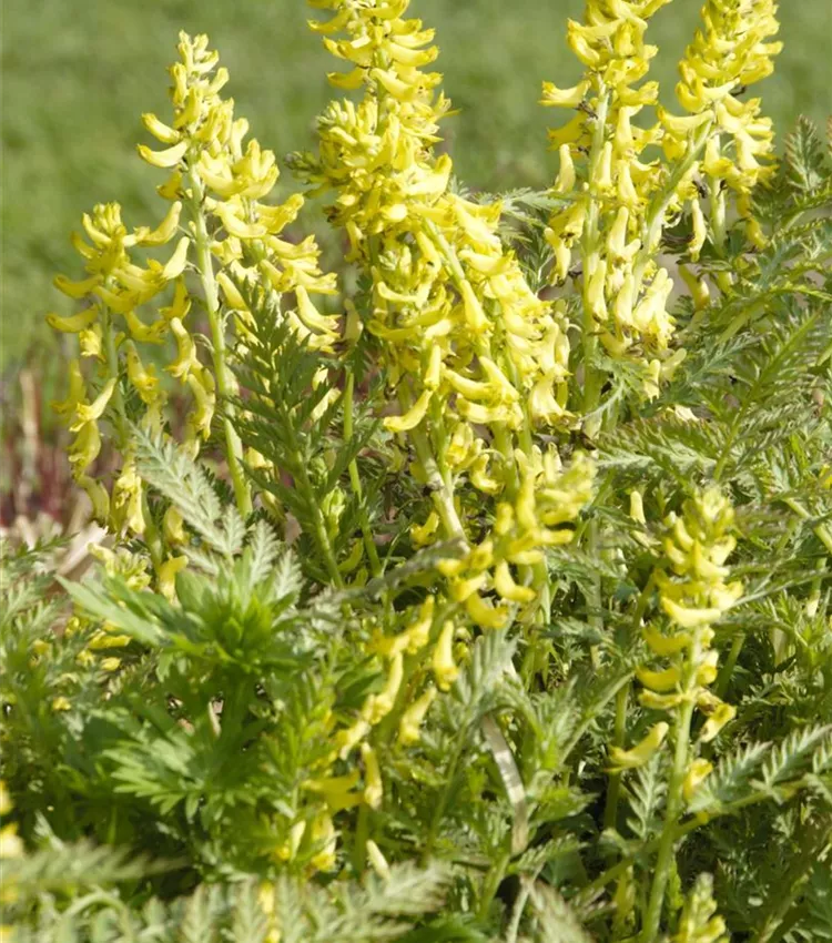 Corydalis lutea, Gelbblhender Scheinlerchensporn | RICOTER Erdaufbereitung  AG