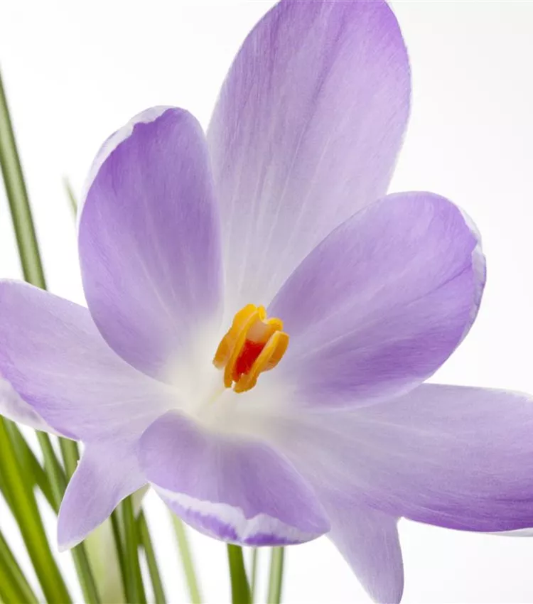 Saffron crocus