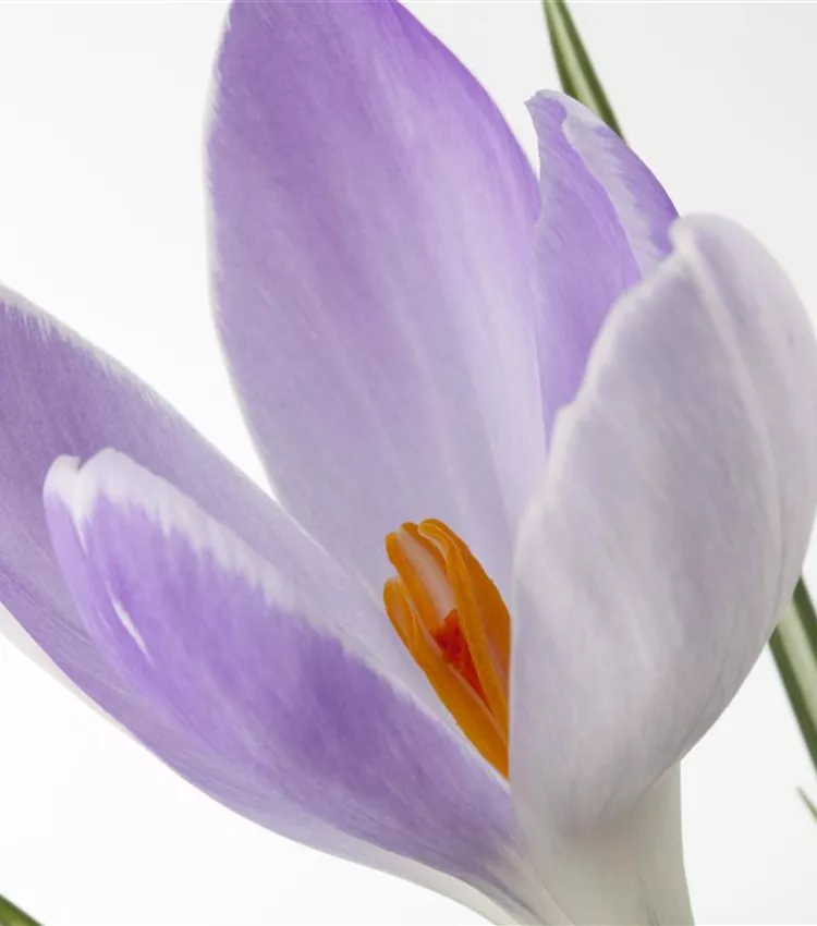 Saffron crocus