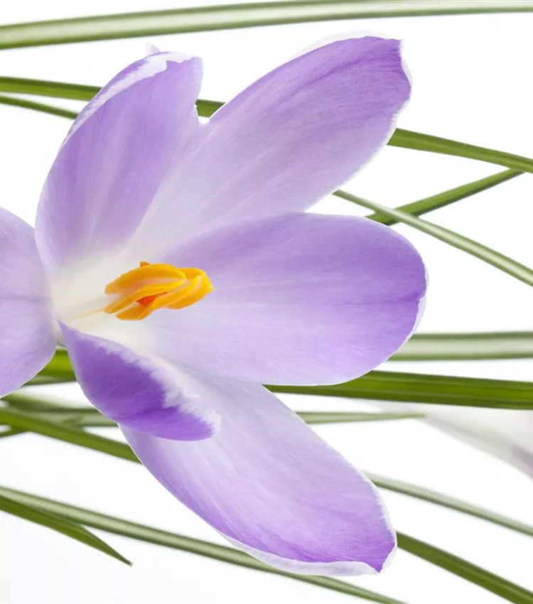 Saffron crocus