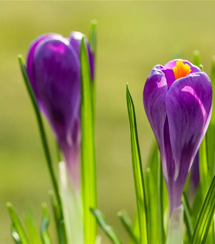 Frühlings-Krokus 'Remembrance'
