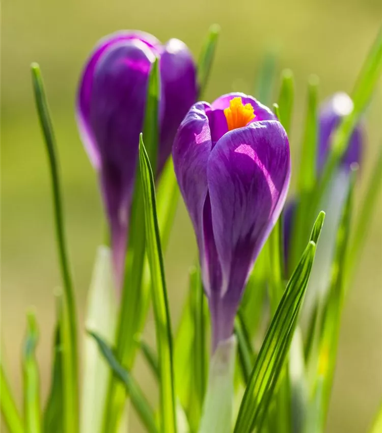 Frühlings-Krokus 'Remembrance'