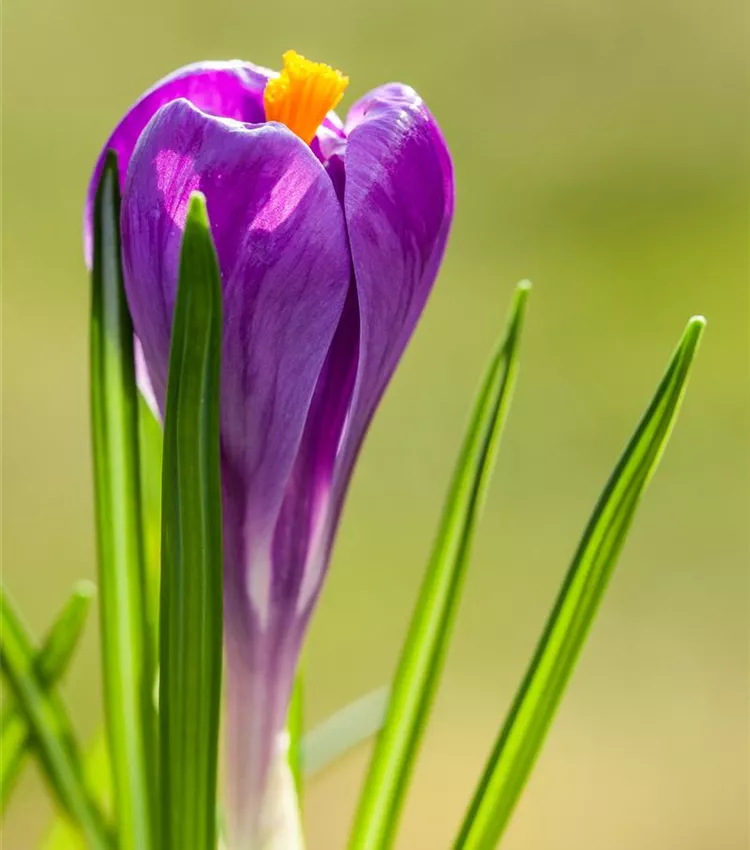 Frühlings-Krokus 'Remembrance'