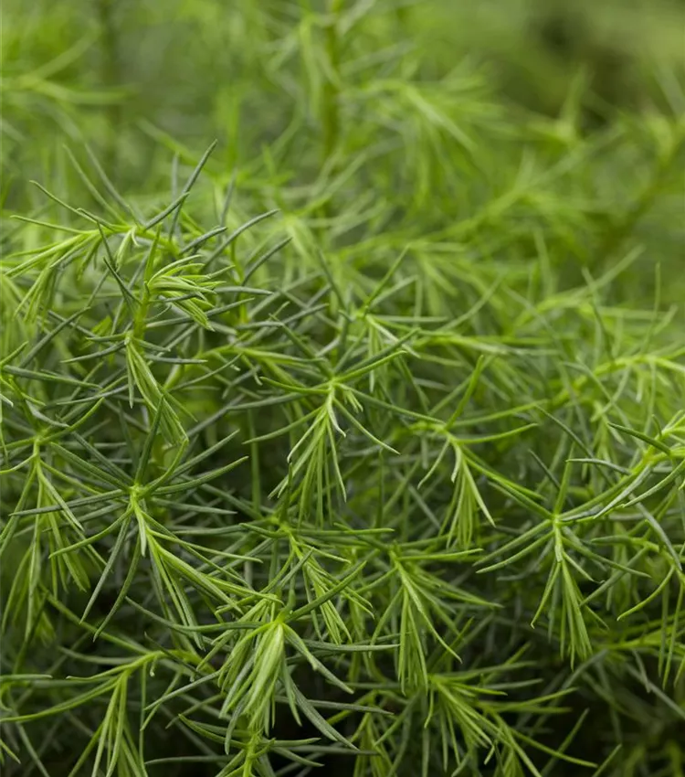Cèdre du Japon 'Elegans Viridis'