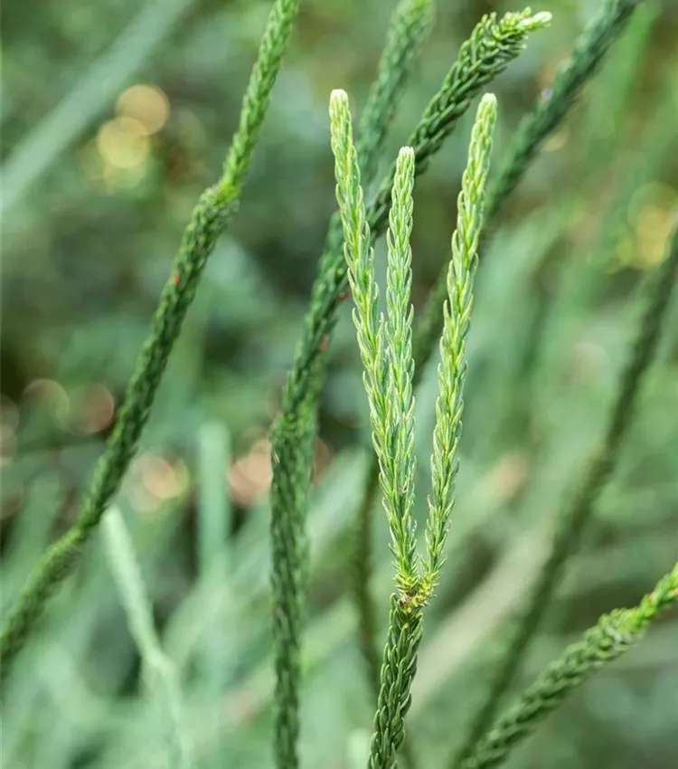 Cèdre du Japon 'Elegans Viridis'