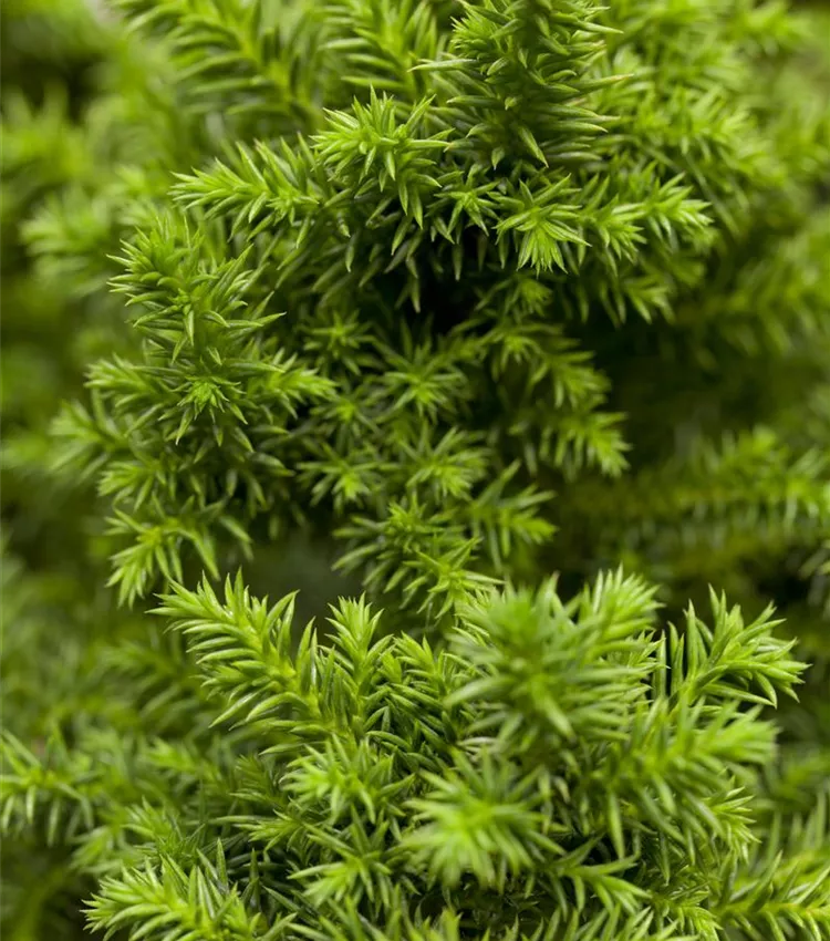 Cèdre du Japon 'Vilmoriniana'