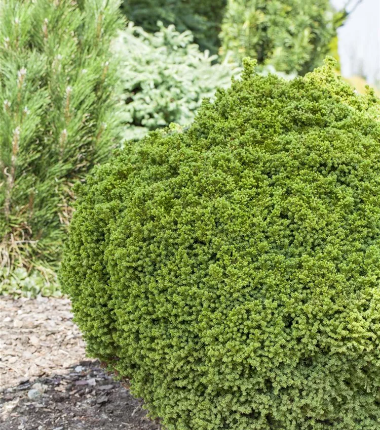 Cèdre du Japon 'Vilmoriniana'