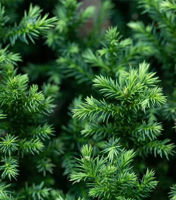 Cèdre du Japon 'Vilmoriniana'