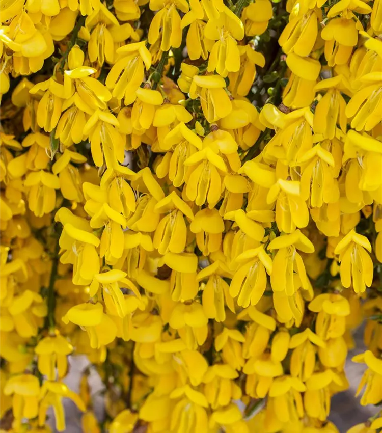 Genêt 'Golden Tears'