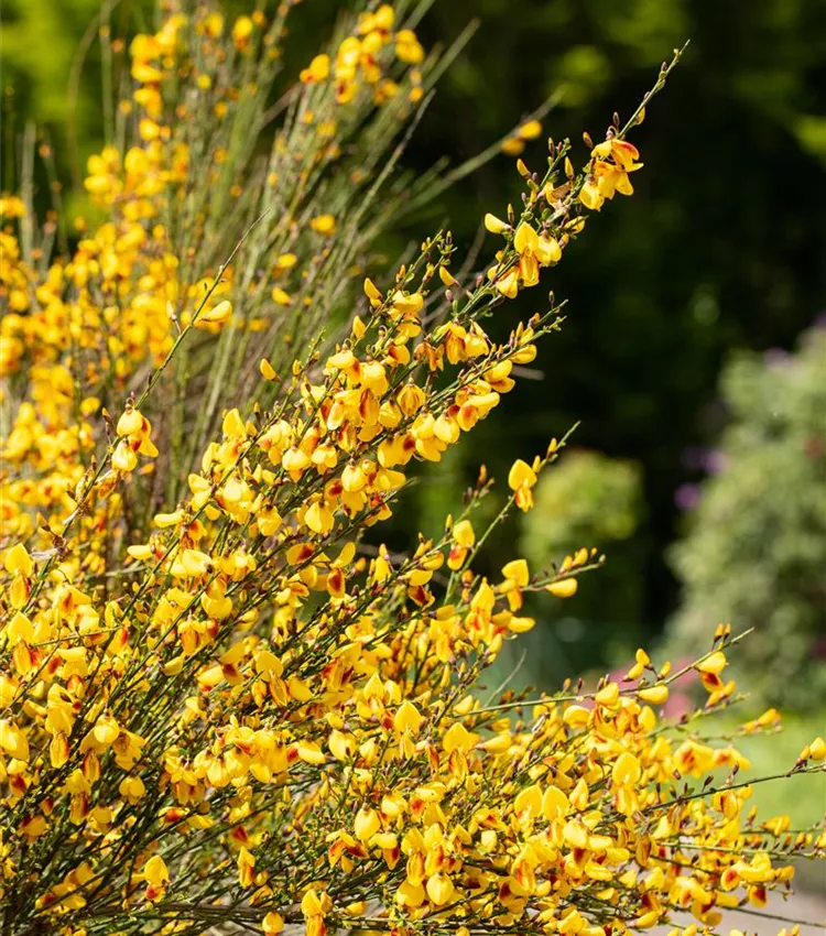 Edelginster 'Jessica'