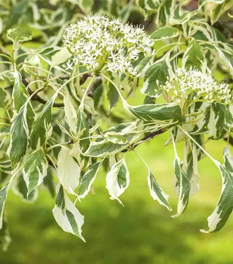 Cornouiller 'Variegata'
