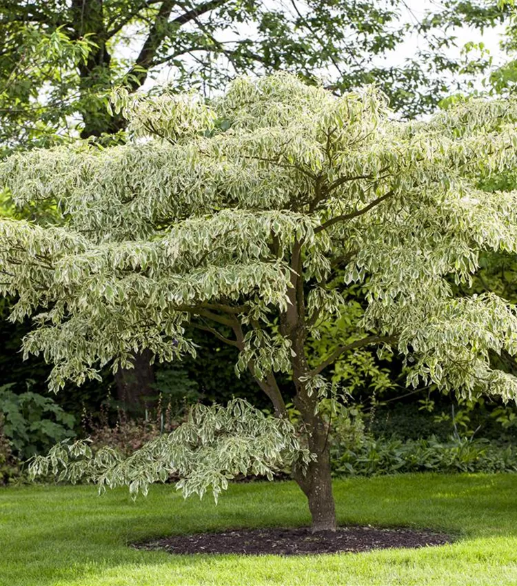 Cornouiller 'Variegata'
