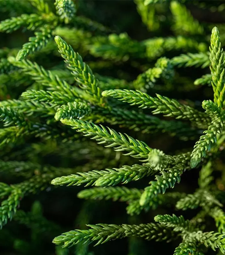 Zwerg-Sicheltanne 'Little Champion'