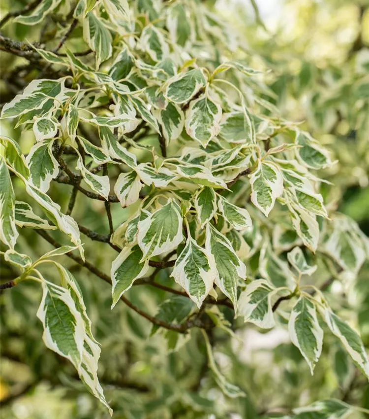 Cornouiller 'Variegata'