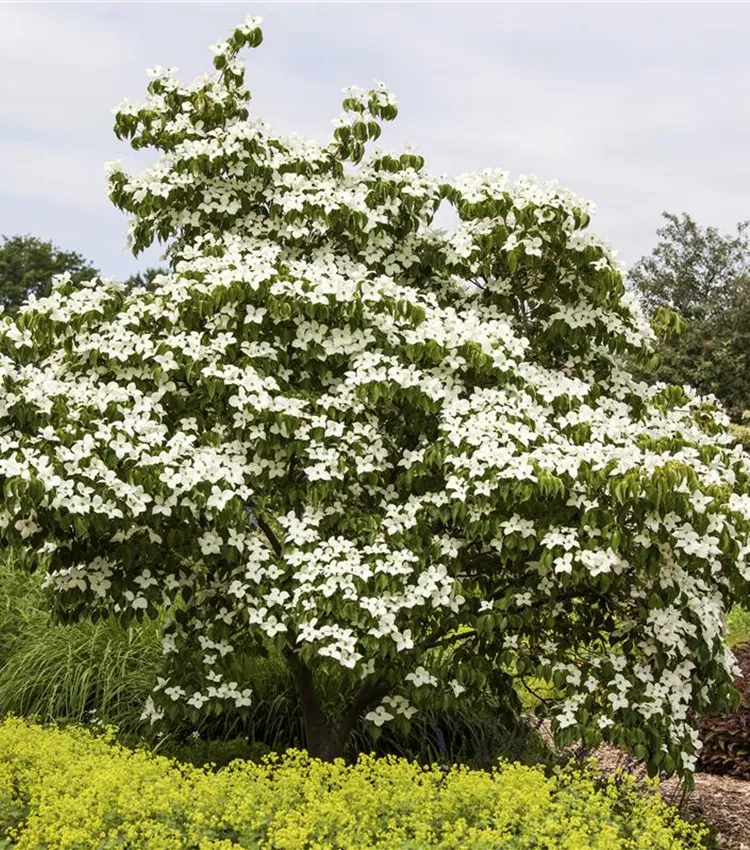 Japanischer Blumen-Hartriegel 'China Girl'