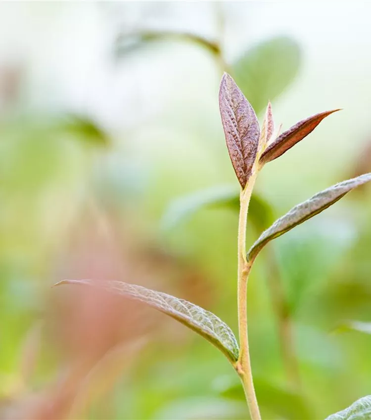 Cotonéaster Cotonéaster