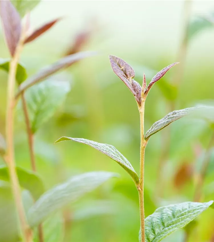 Cotonéaster Cotonéaster