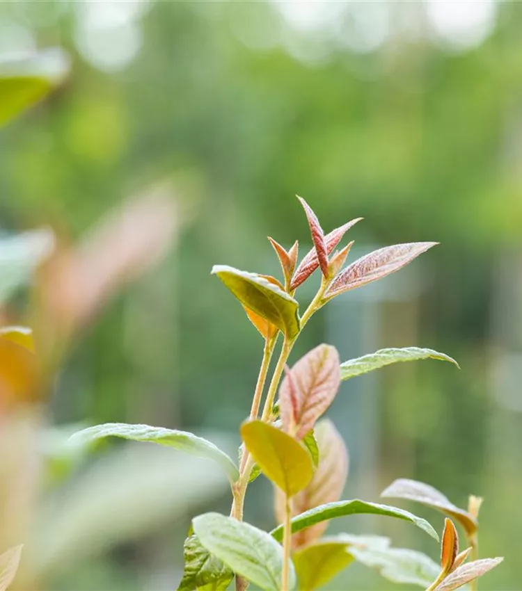Cotonéaster Cotonéaster