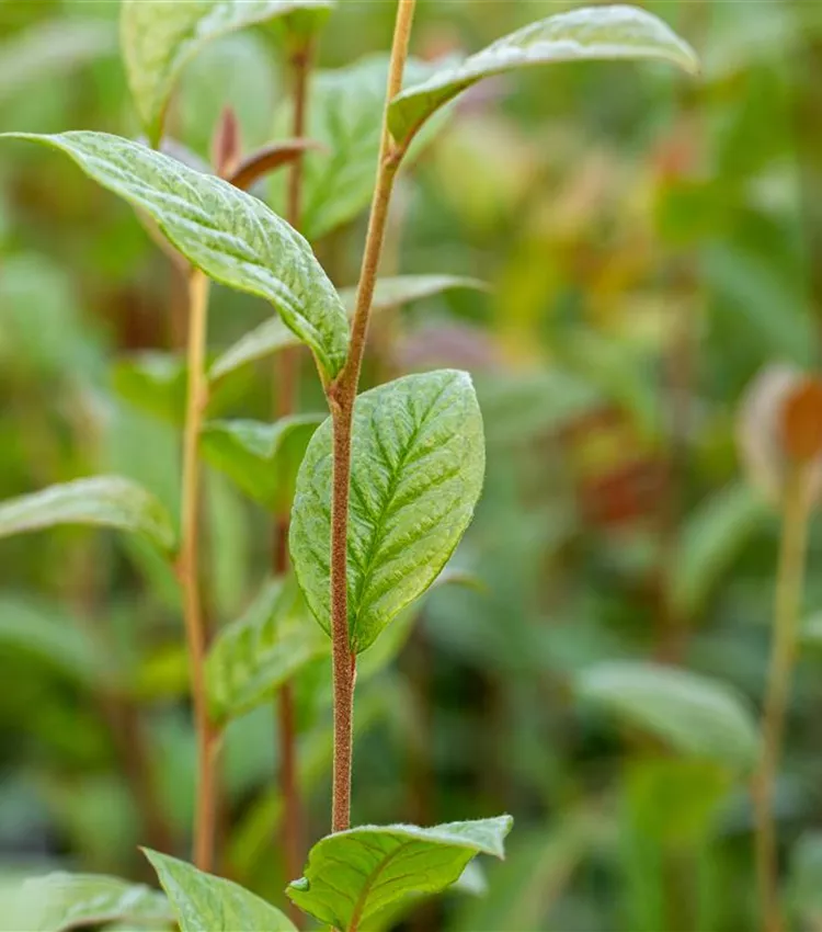 Cotonéaster Cotonéaster