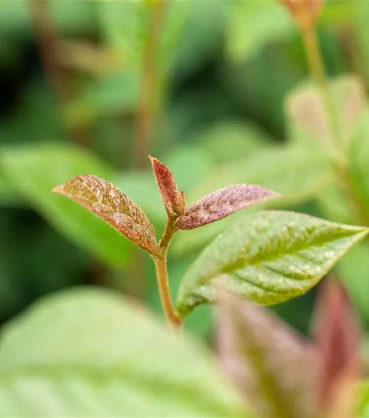 Cotonéaster Cotonéaster