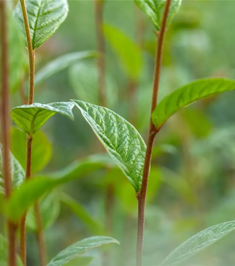 Cotonéaster Cotonéaster