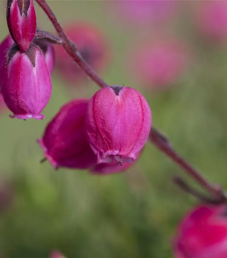 Irish Heather