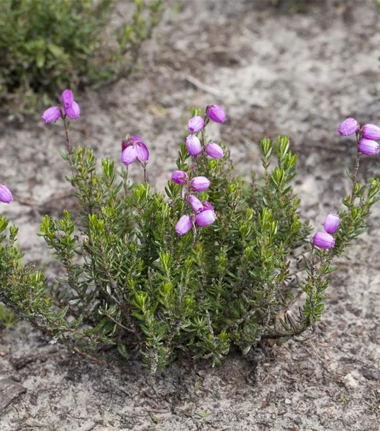 Irish Heather