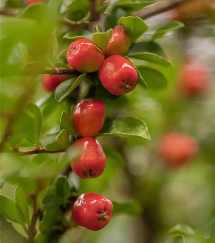 Cotonéaster 'Coral Beauty'