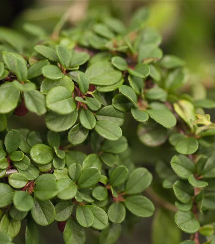 Cotonéaster