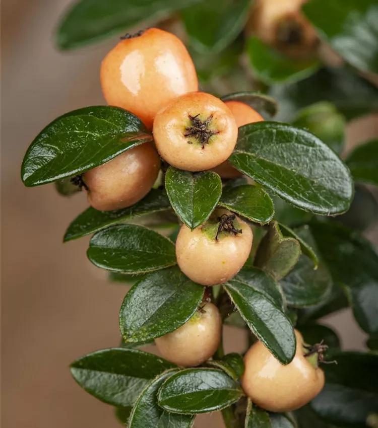 Cotonéaster 'Coral Beauty'
