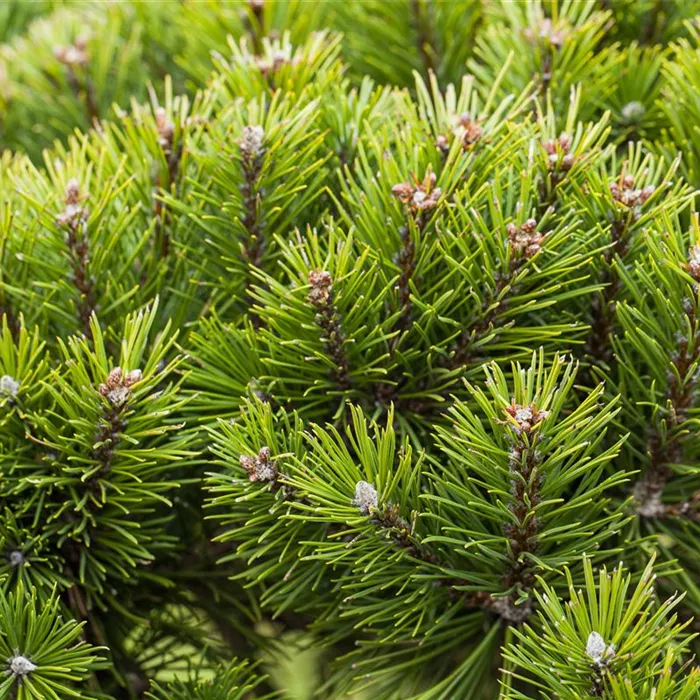 Arbres de conifères