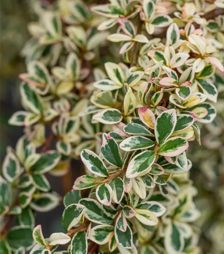 Cotonéaster 'Juliette'
