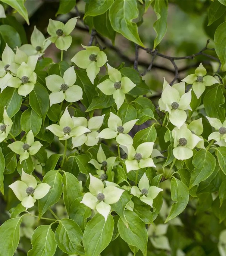 Japanischer Blumen-Hartriegel 'China Girl'