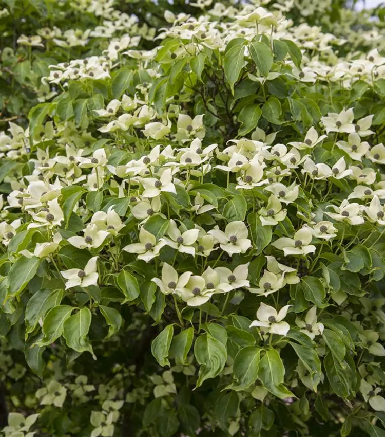 Japanischer Blumen-Hartriegel 'China Girl'