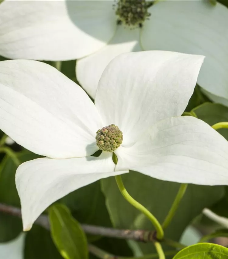 Cornouiller kousa 'Milky Way'