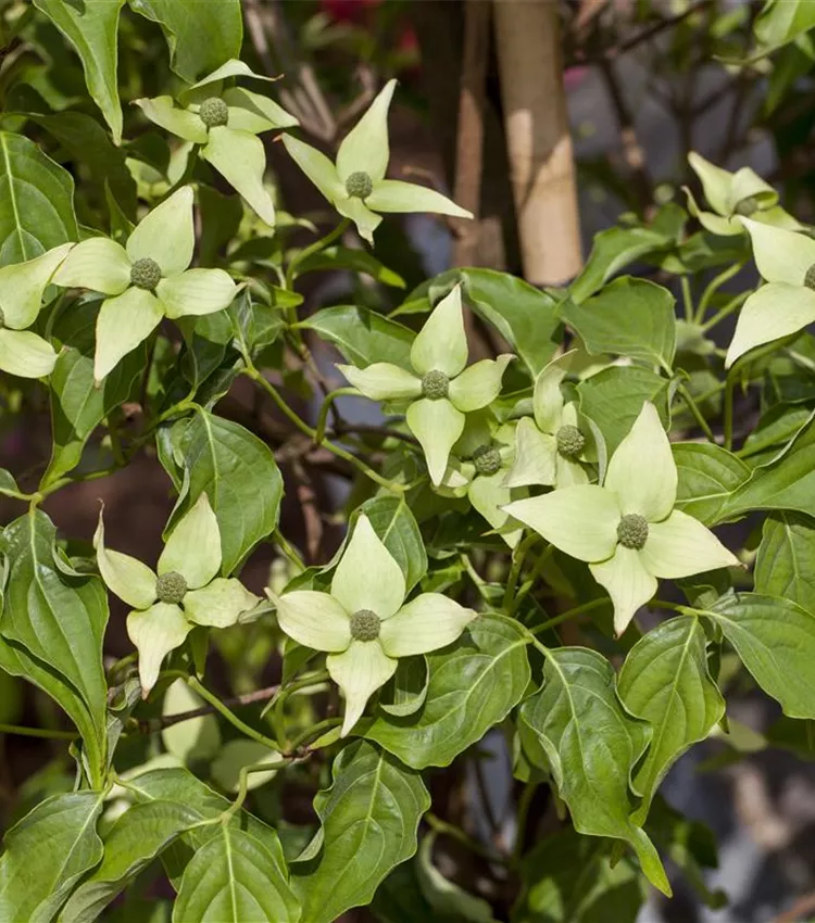 Cornouiller kousa 'Milky Way'